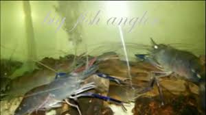 Udang galah memiliki bentuk tubuh memanjang dan melengkung keatas, memiliki kepala berbentuk kerucut dengan restrum. Memelihara Udang Galah Dalam Aquarium Youtube