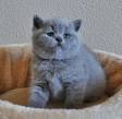 British Shorthair Kittens for Sale - Adoptapet