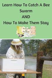 Bluehost Com Backyard Bee Bee Swarm Bee Keeping