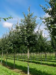 Image result for Cydonia