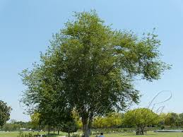 Image result for Citharexylum