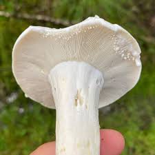 Image result for Lactarius mutabilis