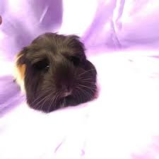 Murat Kisakurek Adli Kullanicinin Guineapig Sahiplendirme Panosundaki Pin Kobay Fareler