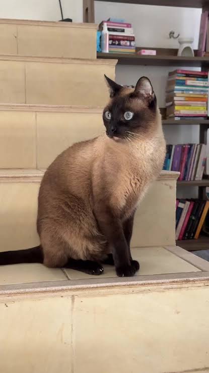 Consejos para disfrutar el domingo con tu gato