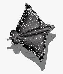 In this tutorial, we will draw spotted eagle ray. Realistic Spotted Eagle Ray Drawing Free Transparent Clipart Clipartkey