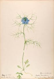 Heaveninawildflower Botanical Drawings Botanical Illustration Botanical Illustration Vintage