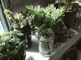 Images to use as a background or home screen for your smartphone or computer. Green Aesthetic Tumblr Succulents Flowers Plant Plant Aesthetic Plants Plant Mom Aesthetic