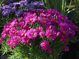 Image result for Asters `Jenny