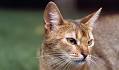 Abyssinian Cat Breed Information, Pictures ...