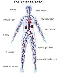 Adrenal Compromise The Hidden Cause Of Chronic Health Conditions Sott Net Adrenal Fatigue Adrenal Fatigue Recovery Adrenals