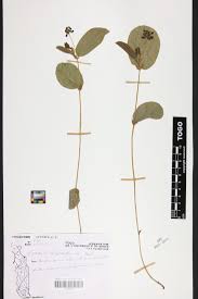 Image result for Eriosema chrysadenium