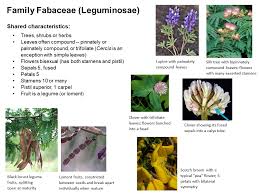 Image result for Fabaceae subfamily Mimosoideae