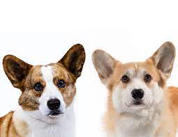 The Cardigan Welsh Corgi Vs The Pembroke Welsh Corgi