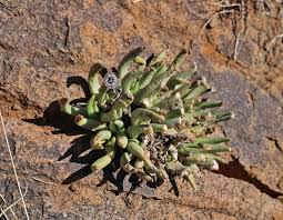 Image result for Hereroa glenensis