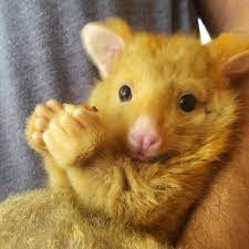 Rare Golden Possum Cute Baby Animals Fluffy Animals Baby Animals