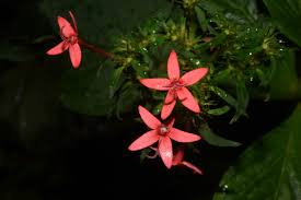 Image result for Rhodopentas bussei