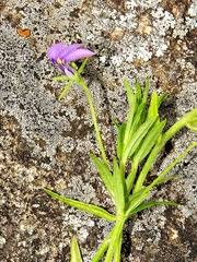 Image result for Monopsis stellarioides