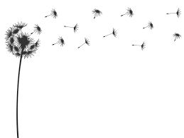 Suchen sie in stockfotos und lizenzfreien bildern zum thema pusteblume schwarz weiß von istock. Wandtattoo Pusteblume Mit Wegfliegenden Samen Wandtattoos De