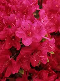 Rhododendron Anne Frank Flowers Stock Image B590 1225 Science Photo Library