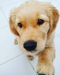 Pars The Golden Baby Dogs Cute Animals Puppies
