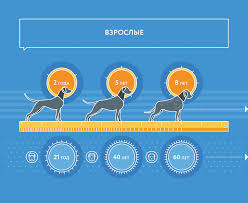 Skolko Let Sobake Po Chelovecheskim Merkam Sootnoshenie I Sravnenie Vozrasta Sobaki I Cheloveka Petstory