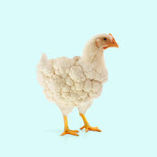 Plus d'1,5 millions de contenus zoopornographiques sont visionnés chaque mois en france la #zoophilie: Poule Hashtag On Twitter