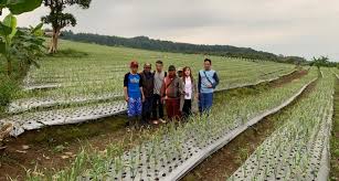 Check spelling or type a new query. Tanam Bawang Putih Lokal Peluang Usaha Baru Dari Importir