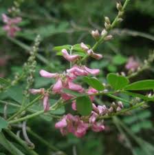Image result for Indigofera zenkeri
