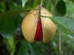 Image result for Myristicaceae