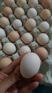 Check spelling or type a new query. 10 Butir Telur Fertil Ayam Kampung Sensi 1 Shopee Indonesia