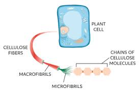 Check spelling or type a new query. Learn About Function Of Cellulose Chegg Com