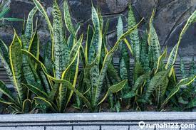 Tanaman hias merupakan elemen utama dalam pembuatan taman atau landscaping, tanpa tanaman hias maka taman yang dibuat hanya sebatas tanah dan bangunan saja. 13 Rekomendasi Tanaman Hias Murah Meriah Bikin Hunian Tambah Sejuk Rumah123 Com