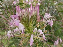 Image result for Cleome macrophylla
