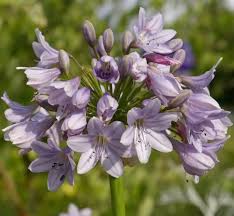 Image result for Agapanthus codii