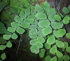 Image result for Adiantum mendoncae