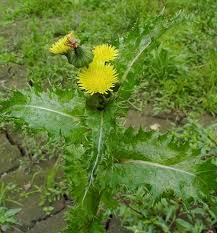 Image result for Sonchus schweinfurthii