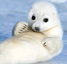 Picture Of The Day Baby Harp Seal Reveals Its Thoughtful Philosophical Side