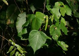 Image result for Macaranga capensis