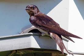 Today, an estimated 1 million north natural nesting sites of purple martins include cavities in trees and tree snags, saguaro and organ pipe cacti, niches in cliff faces, and even on the. How To Attract Purple Martins To Your Garden Gardener S Path