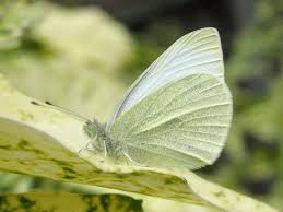 Maybe you would like to learn more about one of these? Uk Butterflies Small White Pieris Rapae