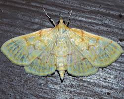 Image result for Polysphaeria ribauensis