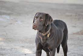 Our goldadors are a cross between two outstanding breeds, akc english cream golden retriever and akc labrador retriever. Heritage Ranch Labradors Nampa Idaho