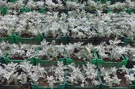 Charles bradley miller was a major league baseball outfielder. Dusty Miller Our Best Tips To Caring For Jacobaea Maritima Trees Com