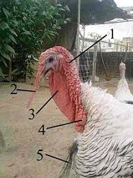 We have found the following website analyses that are related to average turkey weight. Domestic Turkey Wikipedia