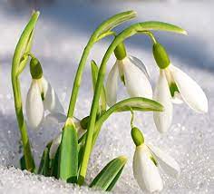 Futaba Galanthus Nivalis Common Snowdrop Flower Seeds 200 Pcs Amazon In Garden Outdoors