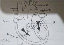 However, regenerating complete organs and body parts, a common practice among doctor who's time lords, is beyond the scope of human biology. Label The Parts Indicated 1 6