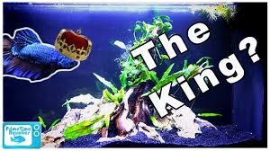 Betta fish, also known as siamese fighting fish, are popular with hobbyists for their beautiful finnage and dazzling colors. We Got A King Betta This Fish Is Huge Youtube