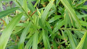 Jualan promosi pokok herba sepanjang november sahaja ?? Halia Merah Youtube