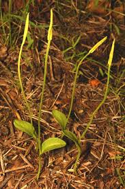 Image result for Ophioglossum vulgatum