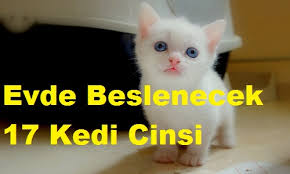 Evde Beslenecek 17 Kedi Cinsi Ilginc Bilgi Sitesi